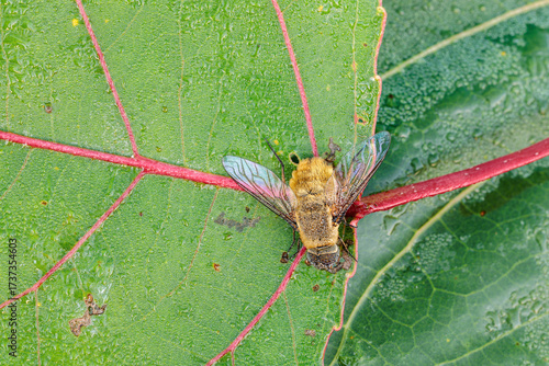 Bumblebee fly with dewdrops on a poplar leaf. Genus Bombylius.