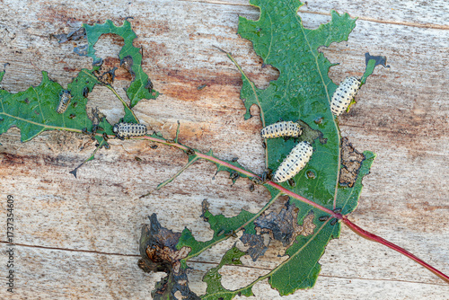 Chrysomela populi larvae feeding on a poplar leaf. Poplar leaf beetle.