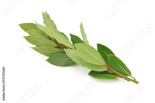 Fresh green natural bay leaves on twig isolated on white
