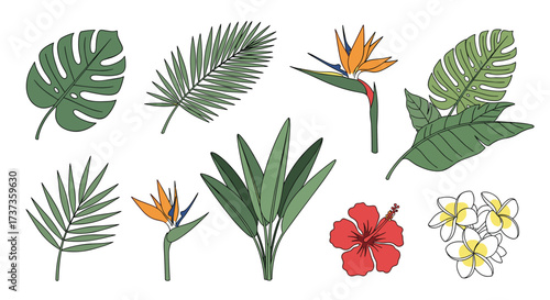 Collection of tropical plants and flowers with vibrant green and red colors for decoration.