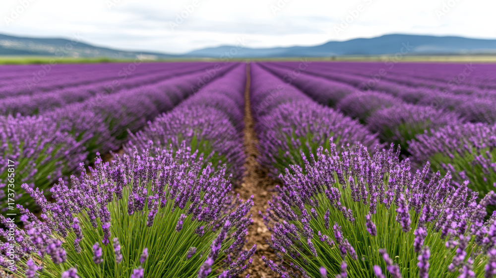 Obraz premium Vast lavender fields in bloom under serene sky create vibrant landscape