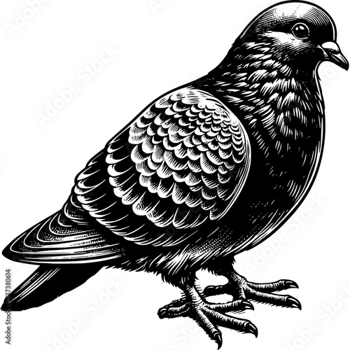 Bald eagle bird of prey cartoon vector illustration with black wings on a white background