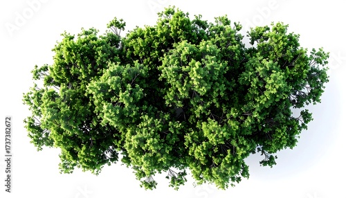 Fototapeta Naklejka Na Ścianę i Meble -  Dense cluster of trees seen from above