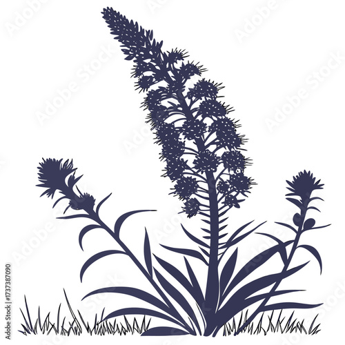 echium wildpretii with leaves