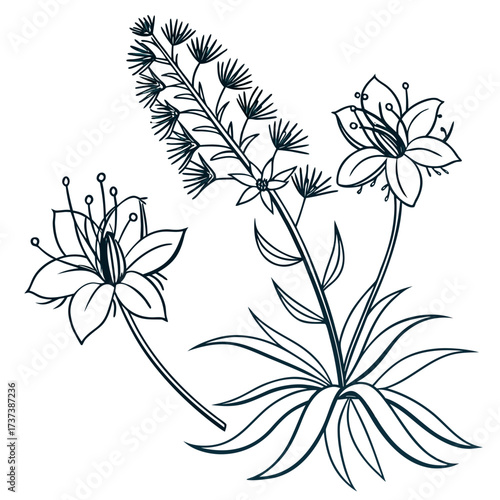 black and white echium wildpretii