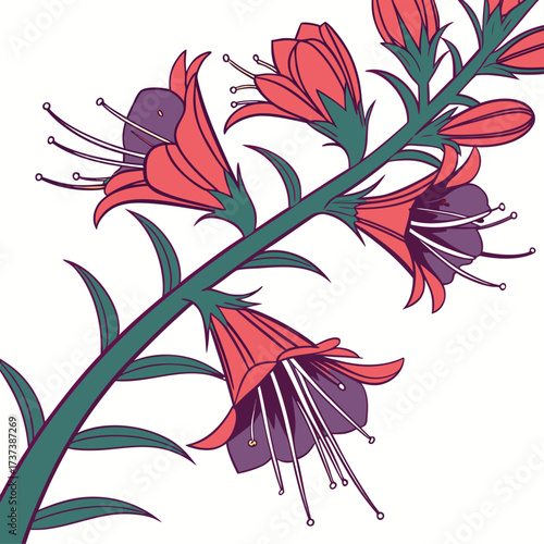 echium wildpretii on white background 