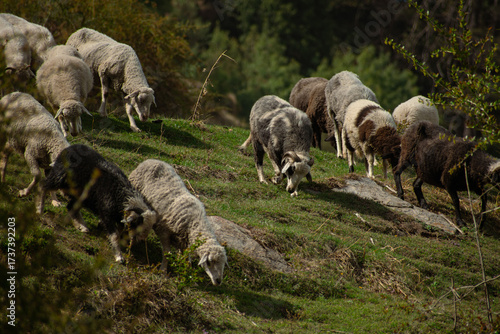 Flock of sheep grazing on hillside pasture
