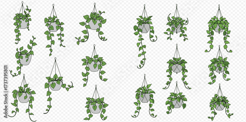 A collection of illustrated hanging plants with green vines in pots on a transparent background.