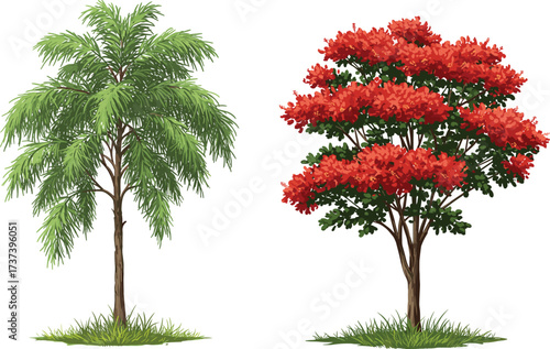 Two contrasting trees on grassy field, one with drooping green leaves, one with vibrant red flowers, perfect for botanical illustration use