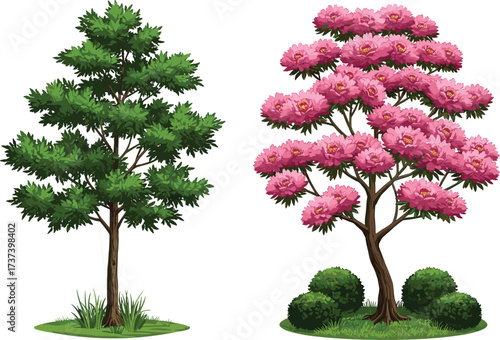 Vector illustration of two contrasting trees with lush green foliage and pink blossoms, isolated on white background for landscape nature design