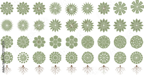 Botanical morphology grid with top-down tree views, leaf canopy patterns, root structures, ecological design vector for landscape and education