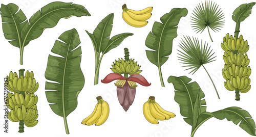 Banana plant illustration with leaves, bunches, flower, and crates in black vector style for agriculture, botany, and education use
