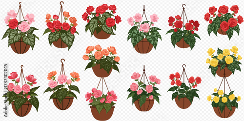 Collection of colorful begonia flowers in hanging baskets, isolated on a transparent background.