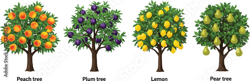 Fruit Tree Vector Set Featuring Peach, Plum, Lemon, and Pear Trees for Nature, Garden, Farming, and Educational Illustration Use