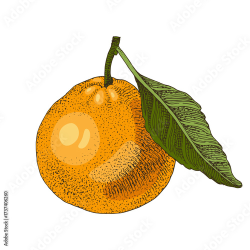 Ripe tangerine with green leaf vector illustration
