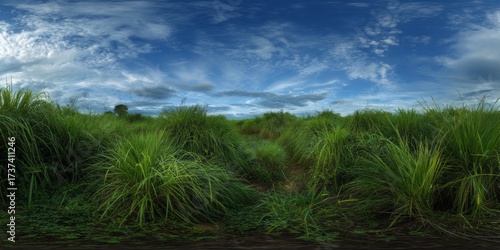 Wallpaper Mural Lush grassland hdr panoramic scene vivid nature 360-degree view serene environment Torontodigital.ca