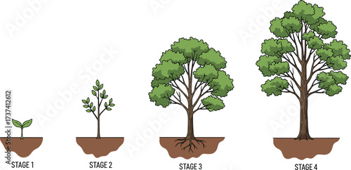 Tree life cycle from seedling to mature tree with visible roots and foliage, nature illustration for biology and environmental education