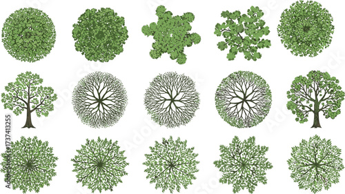 Tree morphology vector set with top-down canopies, stylized branching forms, nature icons, botanical diversity, and landscape design illustration elements