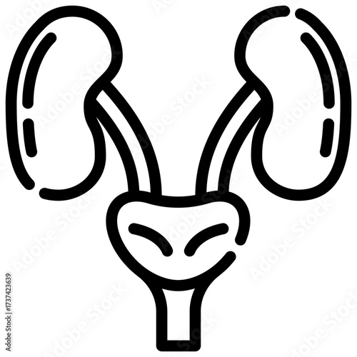 Kidneys outline icon depicts the human kidneys bladder and ducts in a minimalist design.