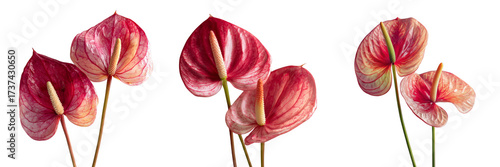 Set of A single anthurium flower with vibrant red petals and a yellow spadix, viewed from above isolated on a transparent background