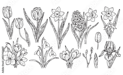 Spring Flowers Botanical Engraving Set