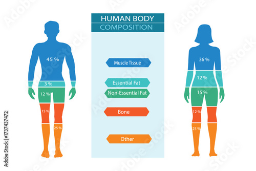 Comparison of healthy male and female body composition. Human body composition chart vector illustration.