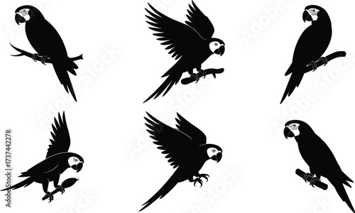 Parrot silhouette vector illustration, flying bird poses, tropical wildlife scene, black flat design, cad drawing flat vector illustration