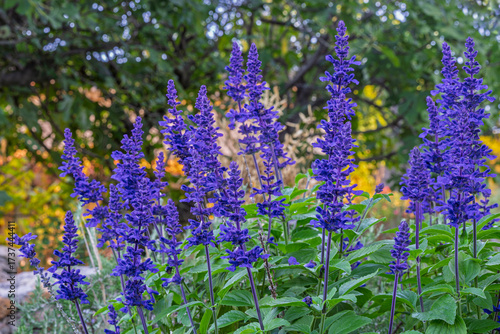 Colorful closeup view of bright purple blue flower spikes of salvia farinacea aka mealycup sage or mealy sage blooming outdoors on natural background