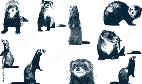 black footed ferret