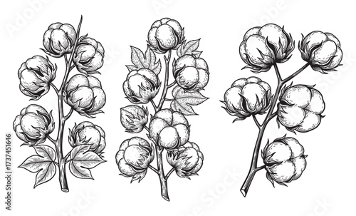 Botanical Cotton Plant Engraving Hand Drawn Flower Branch and Fluffy Fiber Pods in Vintage Woodcut Style Illustration

