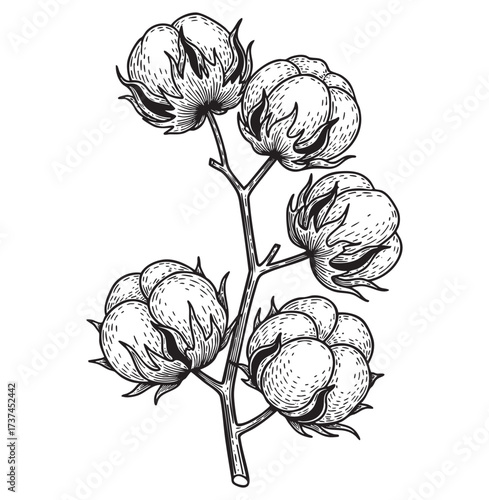 Botanical Cotton Plant Engraving Hand Drawn Flower Branch and Fluffy Fiber Pods in Vintage Woodcut Style Illustration

