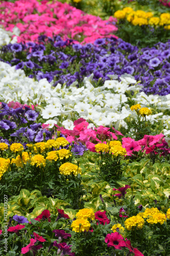 Obraz premium A huge arrangement of colorful spring flowers / カラフルな春の花々の巨大な寄せ植え
