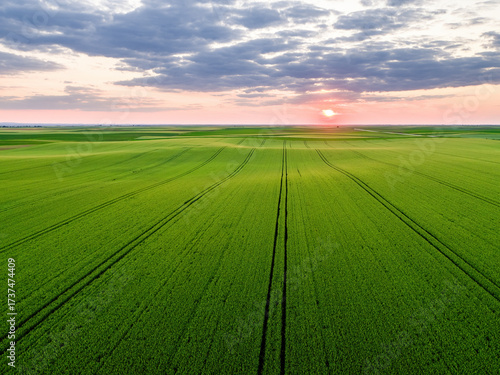 Sunset illuminating vast green farm field with tractor tracks: aerial view of agriculture landscape
