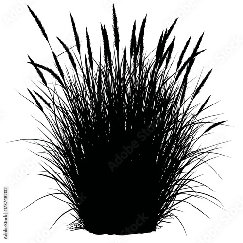 Silhouetted ornamental grass plant silhouette for graphic design and nature themes silhouette flat design vector illustration white background