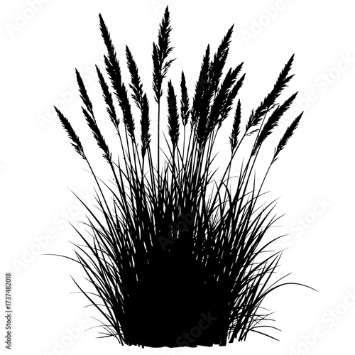 Silhouette of tall ornamental grasses with feathery plumes for nature and landscape design silhouette flat design vector illustration white background