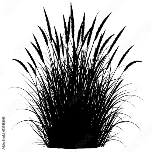 Silhouette of a decorative ornamental grass plant with plumes for nature and garden designs silhouette flat design vector illustration white background