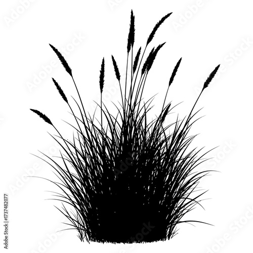 Silhouette of ornamental grass plumes blowing in the wind a bold botanical silhouette silhouette flat design vector illustration white background