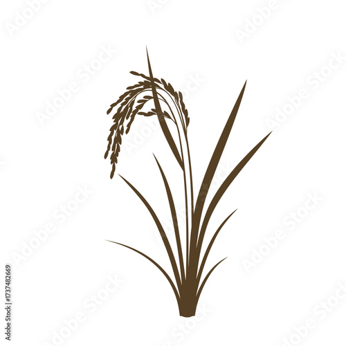 Detailed image of a ripe rice plant with grains and leaves isolated on white silhouette flat design vector illustration white background