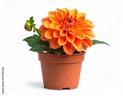 Orange dahlia in pot; bud & green leaves