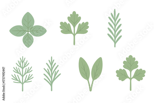 Variety of green herbs illustrated with simple designs showcasing their unique shapes and sizes