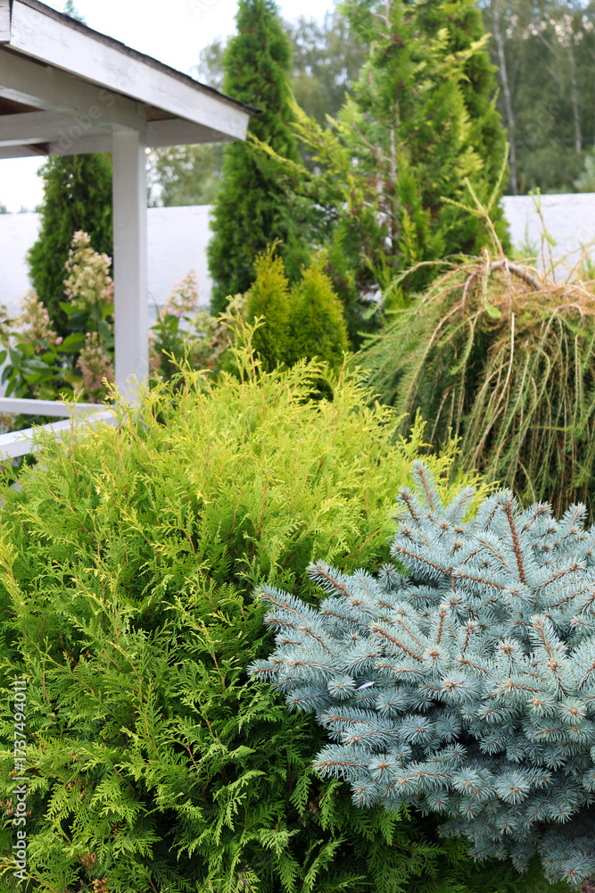 Fototapeta premium Garden composition with thuja, spruce and juniper conifers. Evergreen plants used in landscaping, decorative garden architecture, outdoor design and natural environment projects.