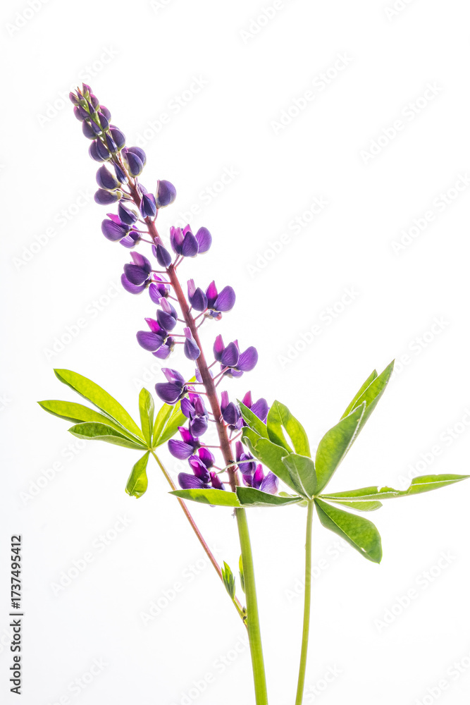 Naklejka premium A striking purple lupine stands tall with lush green leaves against a bright white background