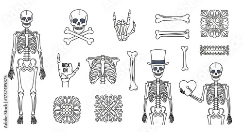 Set of vector skeletons and related elements for Halloween celebrations and designs