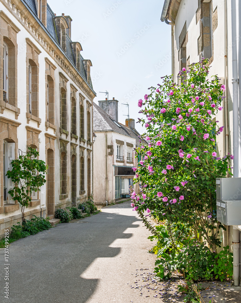 Fototapeta premium Charming Street Alley With Stone Facades And Pink Flowering Bush In Bloom Under Sunlight, in the little town of Pont-Croix in Brittany, France