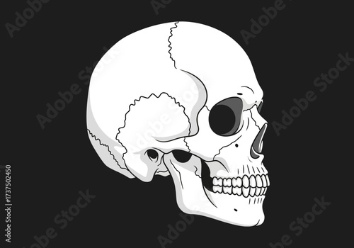 Detailed Human Skull Illustration in Profile View on a Dark Black Background