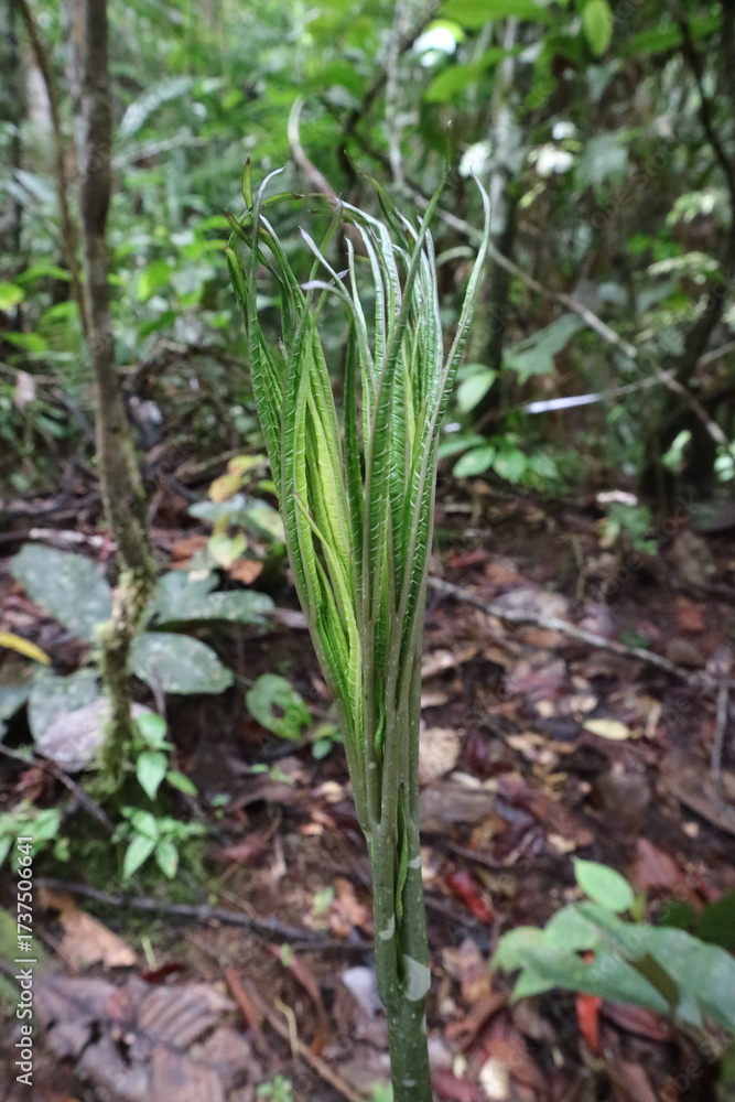 Obraz premium green grass in the forest