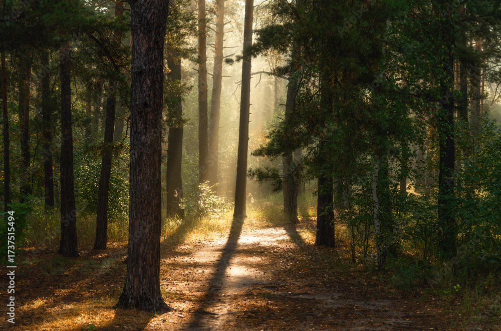 Obraz premium A sunny morning in the autumn forest. Rays of sun shine through the tree branches. Perfect weather for walking and hiking.