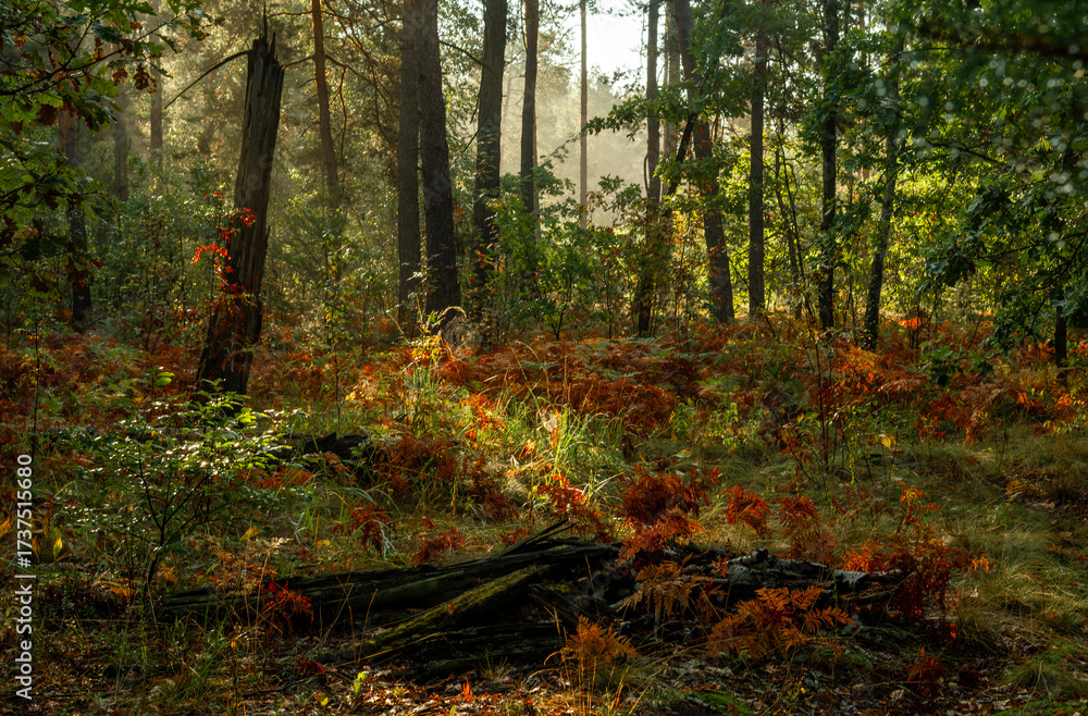 Fototapeta premium A sunny morning in the autumn forest. The ferns have already turned yellow. Perfect weather for walks and hiking.