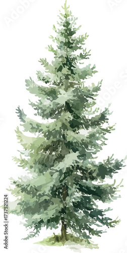 Elegant watercolor painting of a small fir tree with vibrant green needles and fine natural details - vector illustration