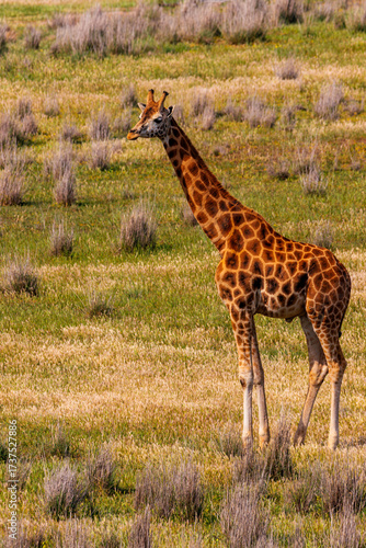 giraffe in Monarto